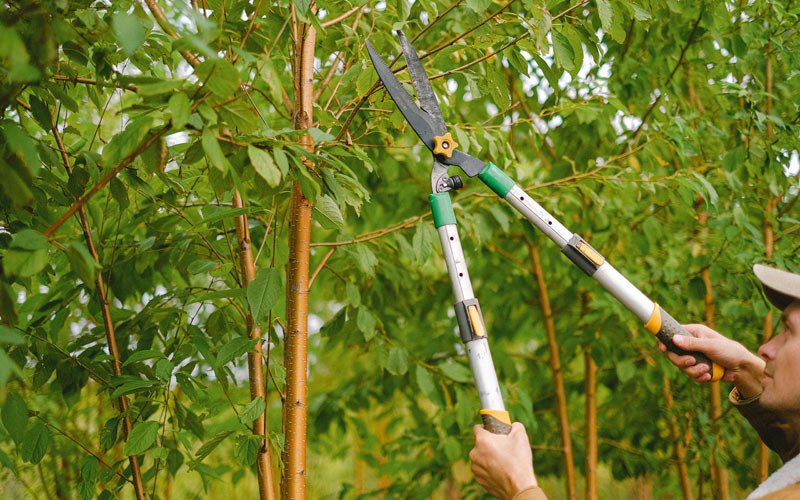 Tree trimming in Loogootee, IN